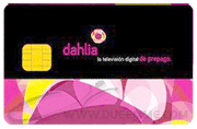 Dahlia
